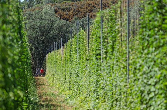 At-the-end-of-a-row---Hops-Meister