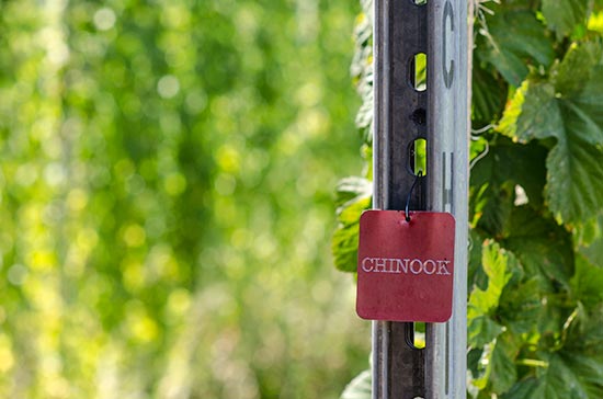 Chinook---Hops-Meister