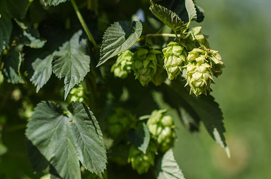 Hops-Hops-Meister