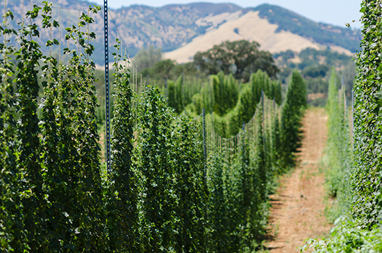 Rows-and-Mountains---Hops-Meister