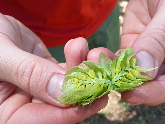 Split-Hop--Hops-Meister